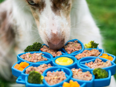 Dog nutrition