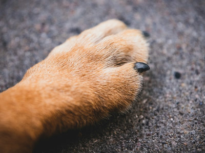 Dog licking paws
